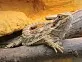 Agama vousatá  (Pogona vitticeps)