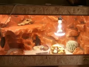 terarium