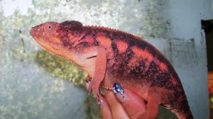 a tmavnu