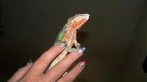 pozorovatel