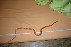 Posledná zvlečka mala cca 120cm