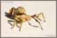 Extatosoma Tiaratum