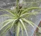 Tillandsia