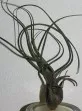 Tillandsia butzii