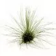 Tillandsia fuchsii