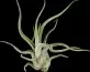 Tillandsia caput medusae
