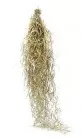 Tillandsia usneoides