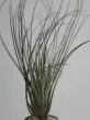 Tillandsia juncea