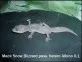 Mack Snow Blizzard poss. hetero Albino