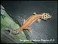 Tangerine hetero Raptor