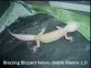 Blazzing Blizzard hetero Diablo Blanco