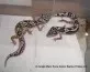 Jungle Mack Snow hetero Raptor/Eclipse