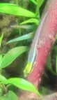 Felzuma Klemmerova  (Phelsuma klemmeri)