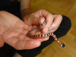 a tak je tady. lampropeltis pyromelana woodini, mláďata 2013