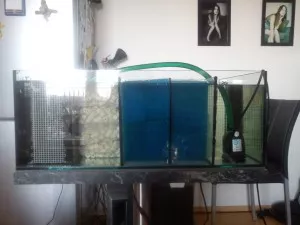 Zkouška funkčnosti nové filtrace - zepředu; do poslední komory ještě přijde Sera Siporax /perlinka/ a JBL Micromec /biofiltr - není na foto/