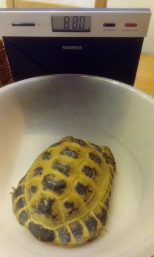880g