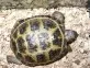 Želva čtyřprstá - Testudo horsfieldii