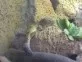 Gekončík noční (Eublepharis macularius)