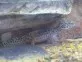 Gekončík noční (Eublepharis macularius)