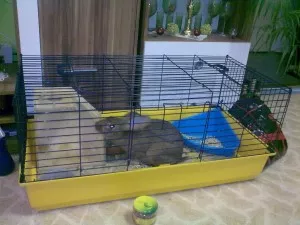 tak mám větší klec,paráda,jen si musim všechno označkovat,aby všichni věděli že je to moje :-)