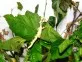PSG9 - Extatosoma tiaratum