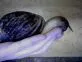 Achatina reticulata