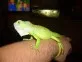Leguán zelený  (Iguana iguana)
