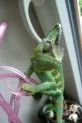Chameleon jemenský  (Chamaeleo calyptratus)