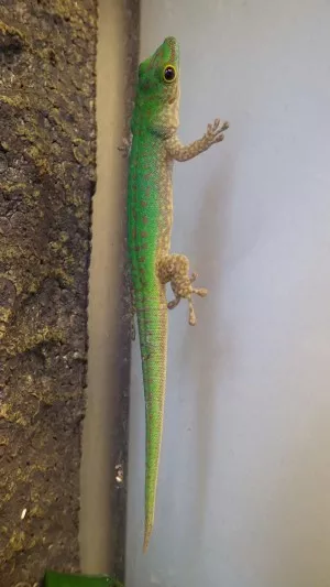 Phelsuma sundbergi longisulae