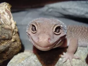 drsoň