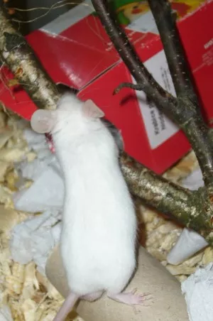 Kampak to asi vede? :)