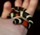 Korálovka sedlatá  (Lampropeltis triangulum campbelli)