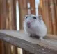 Křečík džungarský  (Phodopus sungorus)
