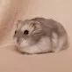 Křečík džungarský  (Phodopus sungorus)