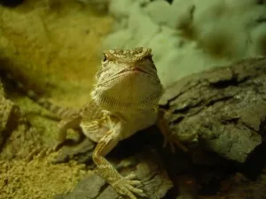 Mňam