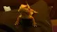 Agama vousatá  (Pogona vitticeps)