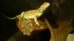 Agama vousatá  (Pogona vitticeps)