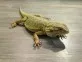 Agama vousatá  (Pogona vitticeps)