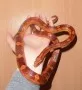 Užovka červená  (Pantherophis guttatus)