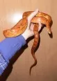 Užovka červená  (Pantherophis guttatus)