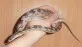Užovka červená  (Pantherophis guttatus)
