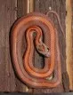 Užovka červená  (Pantherophis guttatus)