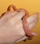 Užovka červená  (Pantherophis guttatus)