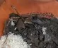 Užovka červená  (Pantherophis guttatus)