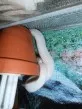 Užovka červená  (Pantherophis guttatus)