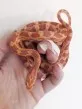 Užovka červená  (Pantherophis guttatus)