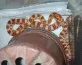 Užovka červená  (Pantherophis guttatus)