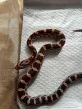 Užovka červená  (Pantherophis guttatus)