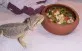 Agama vousatá  (Pogona vitticeps)