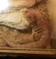 Agama vousatá  (Pogona vitticeps)